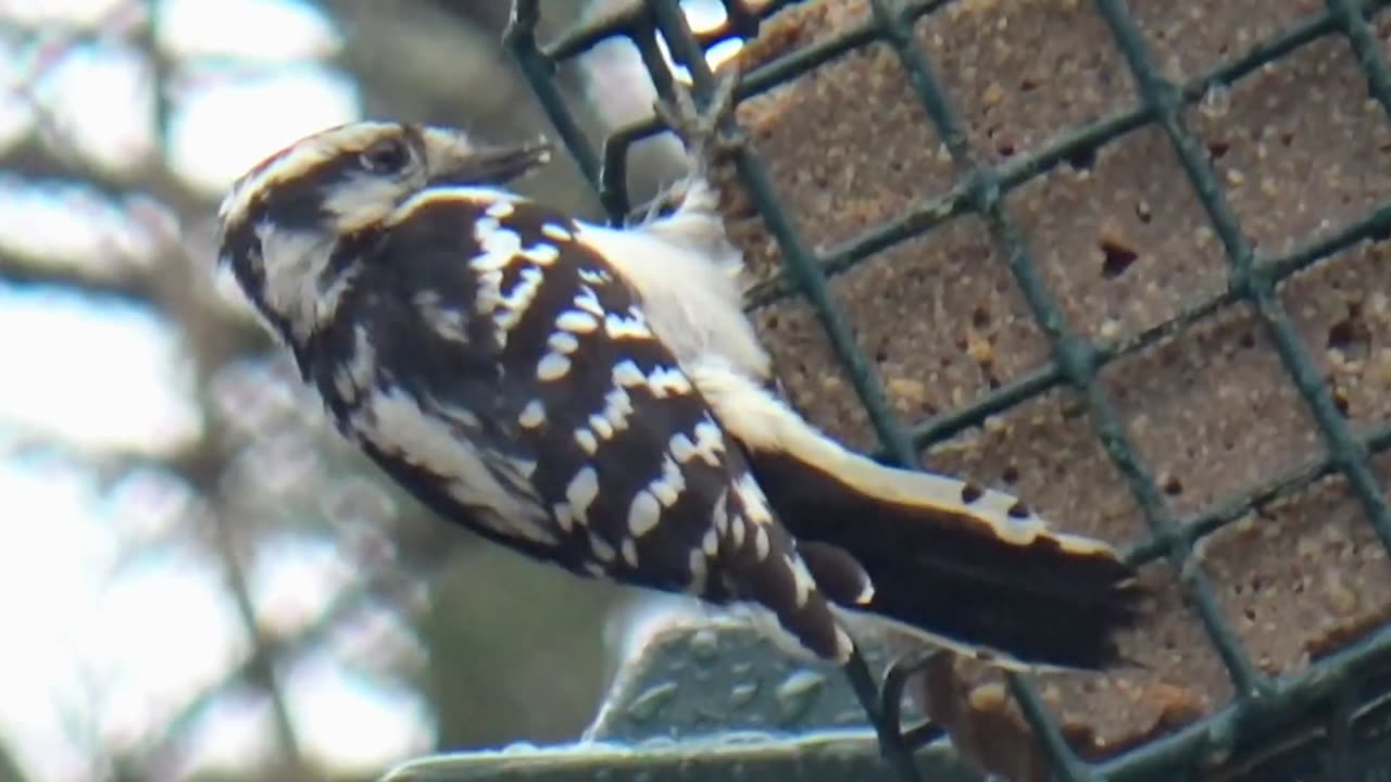 Downy Woodpecker