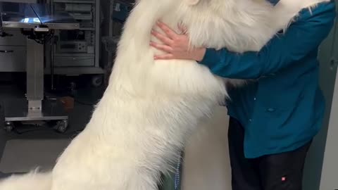 If you are watching this video, know that God has made you the guardian angel of a hungry cat💝