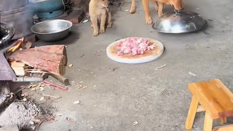Dog's Comedy Videos 🤣 so cute videos 😍 funny videos in puppies comedy scenes 😂 Live Camera HD 🤣