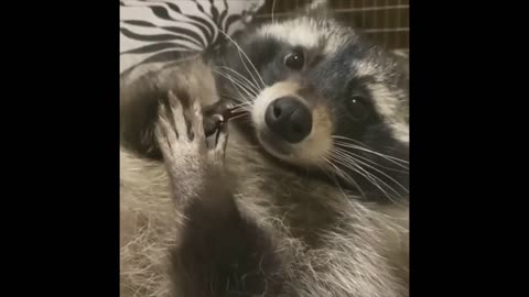 🤣Funny Animals Videos 14🤣
