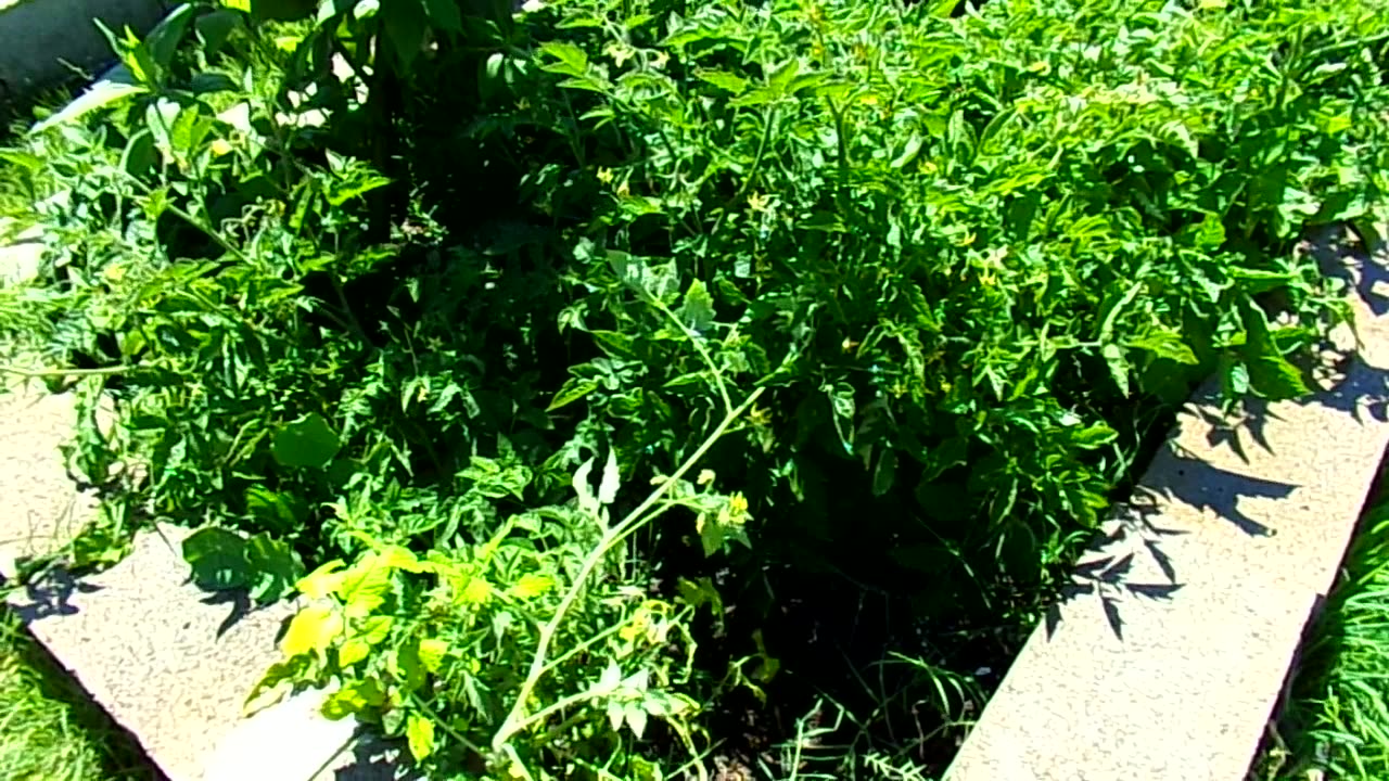 My survival garden 7/27/26: