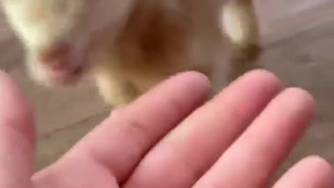 Very cute baby goat