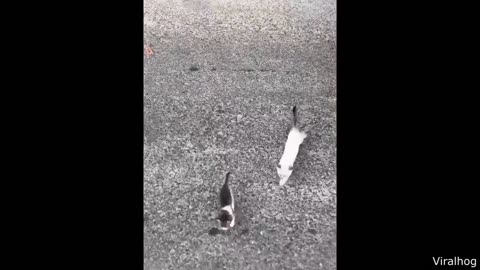 Best of Funny Cat videos