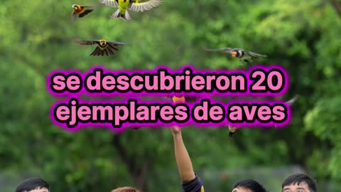 Operativo sorpresa: salvan 20 aves exóticas en La Plata