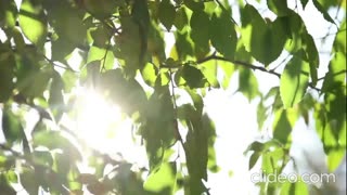 Navy Blue - Sunlight of The Spirit (VIDEO)