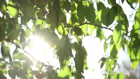 Navy Blue - Sunlight of The Spirit (VIDEO)