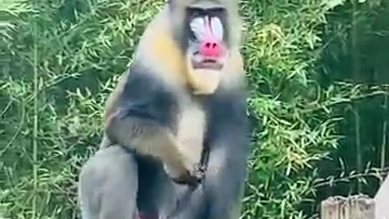 animals