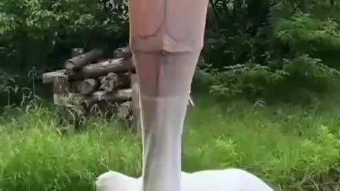Cute little animal shorts viral video
