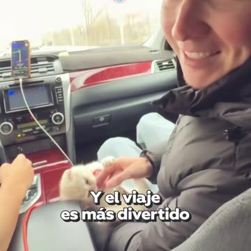 El taxi más adorable que puede llegar