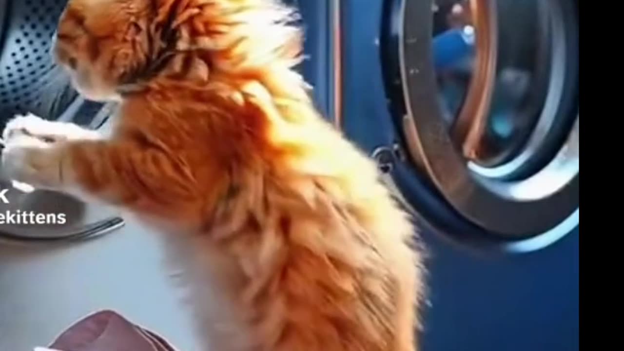 The cat was abandoned by it's mother