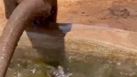You Won’t Believe What This Elephant Did in the Wild"