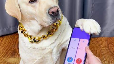 和我家的狗子无障碍交流！Communicate without barriers with my dog!