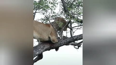 Lion climbing to steal from leopard