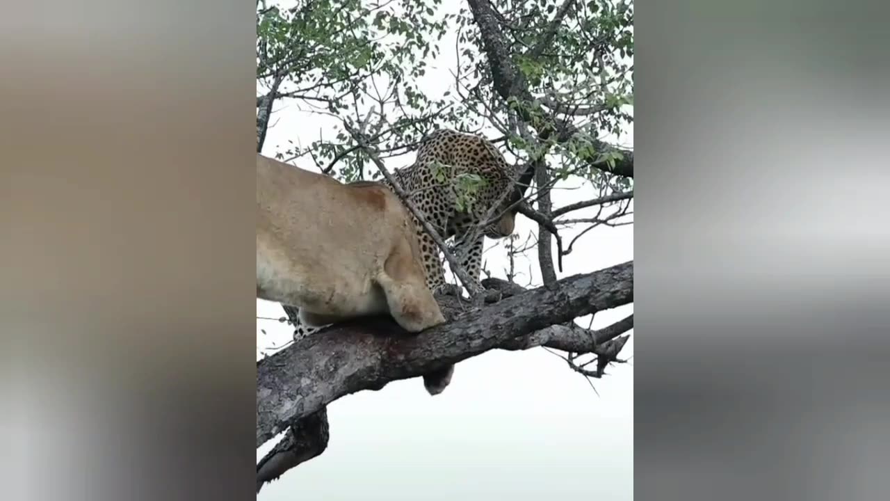 Lion climbing to steal from leopard