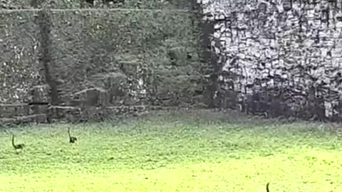 This video going viral look like dinosaur