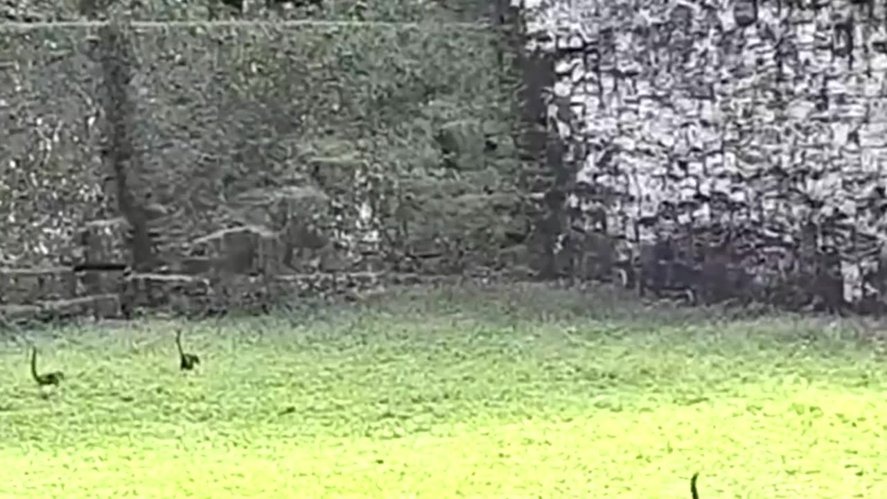 This video going viral look like dinosaur