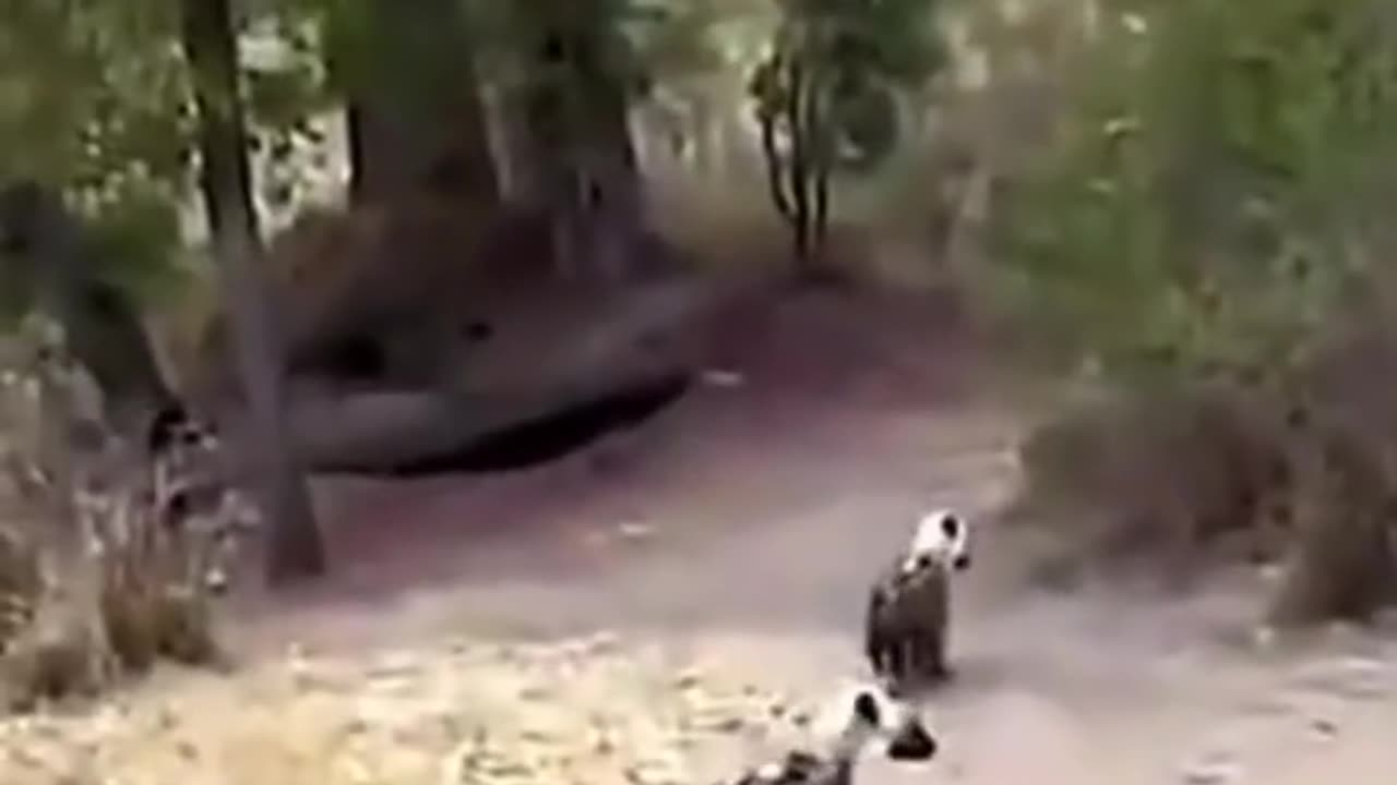 Funny video