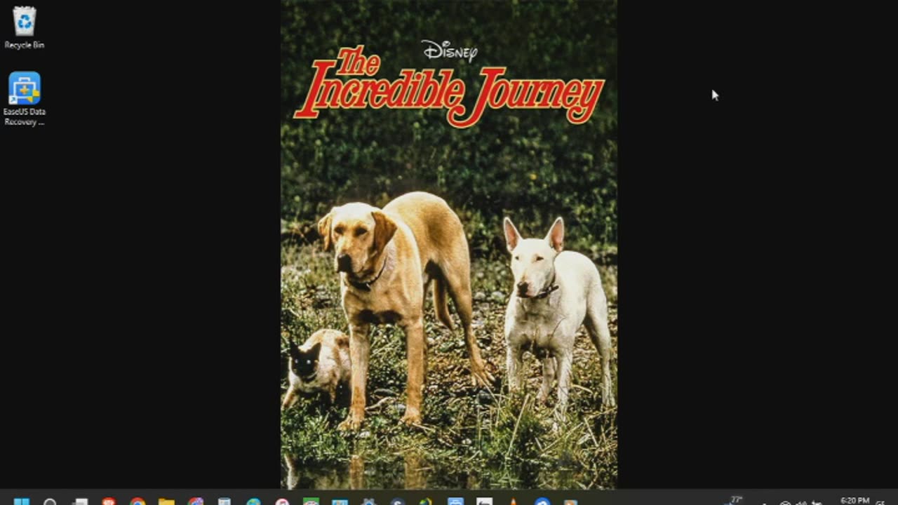 The Incredible Journey Review