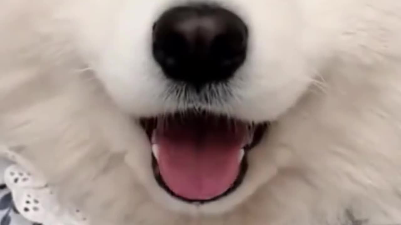 🐶💖 "Cute Samoyeds 💕 | Fluffy Dogs That Make Everyone Smile!"