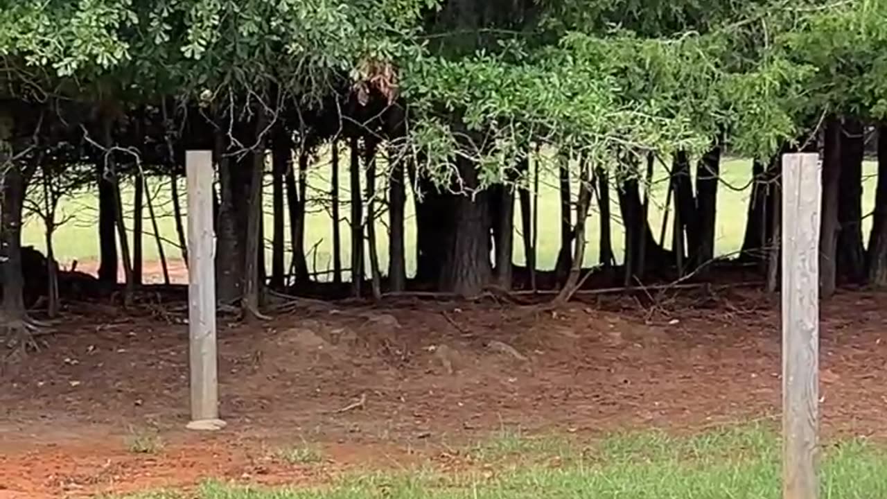 This is why we have goats