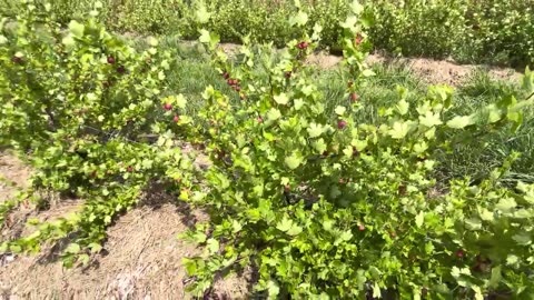 Gooseberries