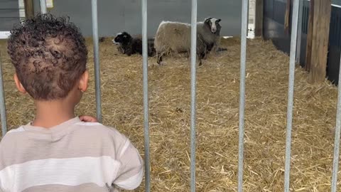 A Sheep Startled My Son