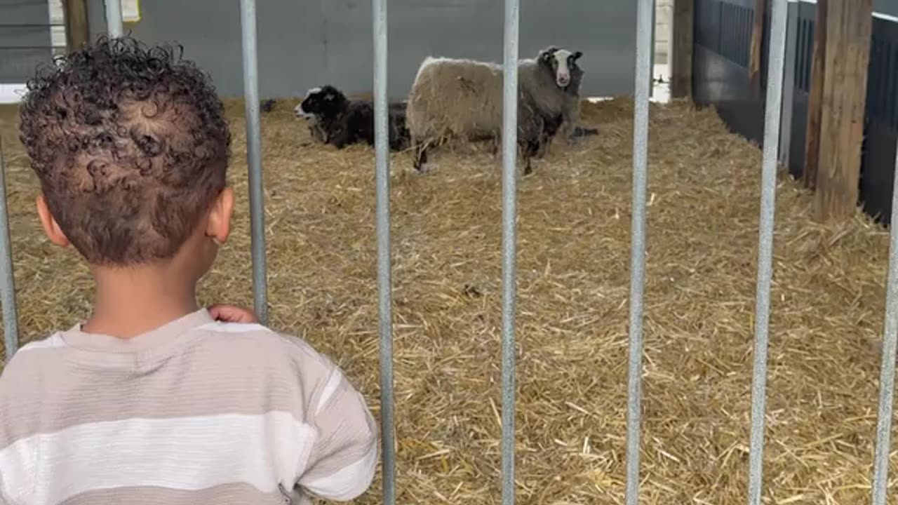 A Sheep Startled My Son