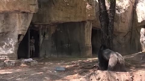 Zookeepers try to escape enclosure with male gorilla. #gorilla #texas #zoo