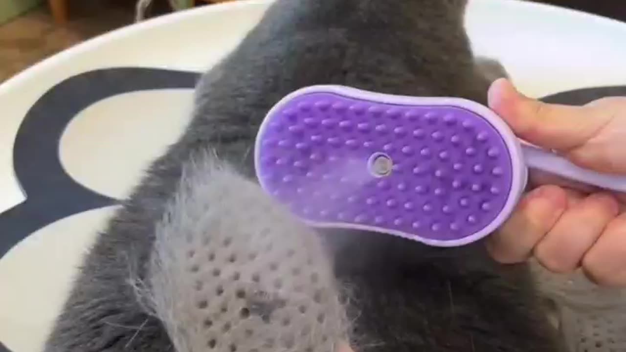 Cepillo de Vapor para Gato
