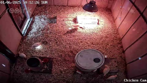 Millar Time Chicken Cam