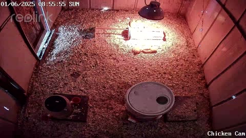 Millar Time Chicken Cam