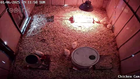 Millar Time Chicken Cam