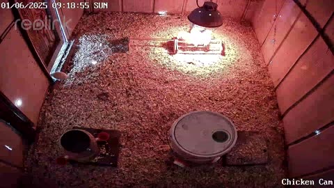 Millar Time Chicken Cam