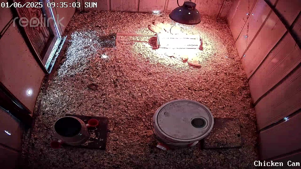 Millar Time Chicken Cam