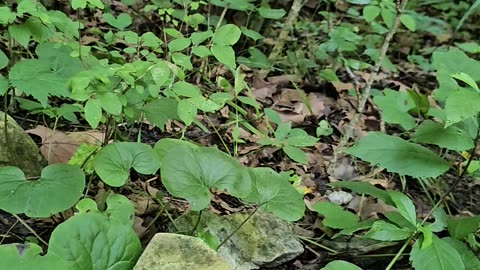 Wild "Ginger" growing along the Lake Leather Wood Beecham Trail