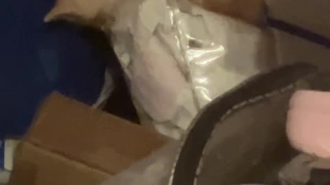 Official radi0sack kittens update vid 🐈