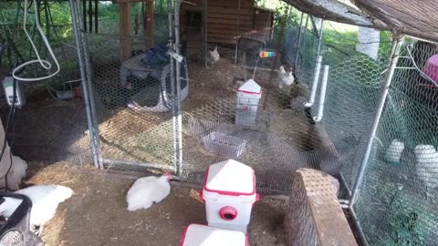 Chicken Live Stream