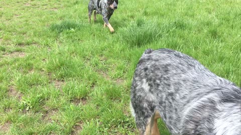 hanging with Monty at Marymoor 32908423098423098