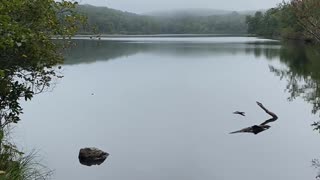 QUIET IS THE BEAUTY