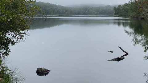 QUIET IS THE BEAUTY