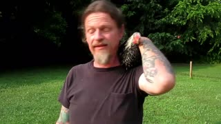 Domesticating A Rooster Part 2
