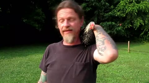 Domesticating A Rooster Part 2