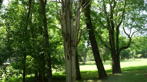 Indian Creek Greenway, Huntsville, Alabama. A few days in May 2025. Animal video clips at the end.