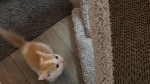 Breakfast Chaos With Foster Kittens