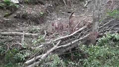 App State researchers document Helene's impact on forests, streams months after devastation