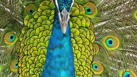 Beautiful animals 😍💓💓😍