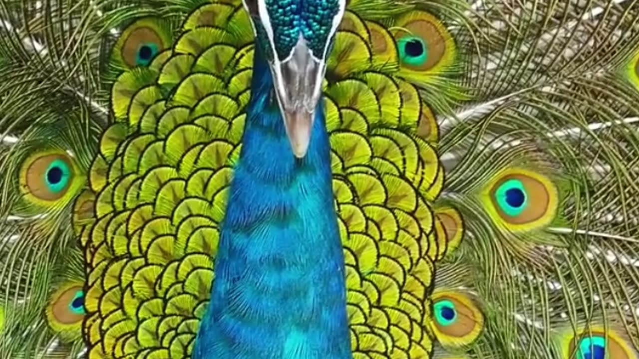 Beautiful animals 😍💓💓😍
