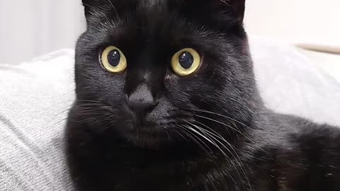 Grrrrrrr