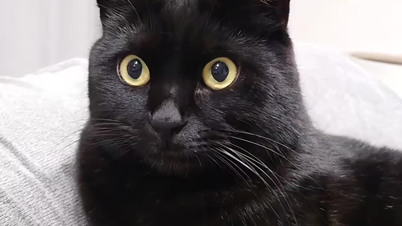 Grrrrrrr