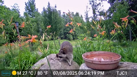 Raccoon just checking the water.